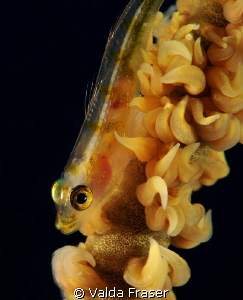 A whip coral goby. by Valda Fraser 